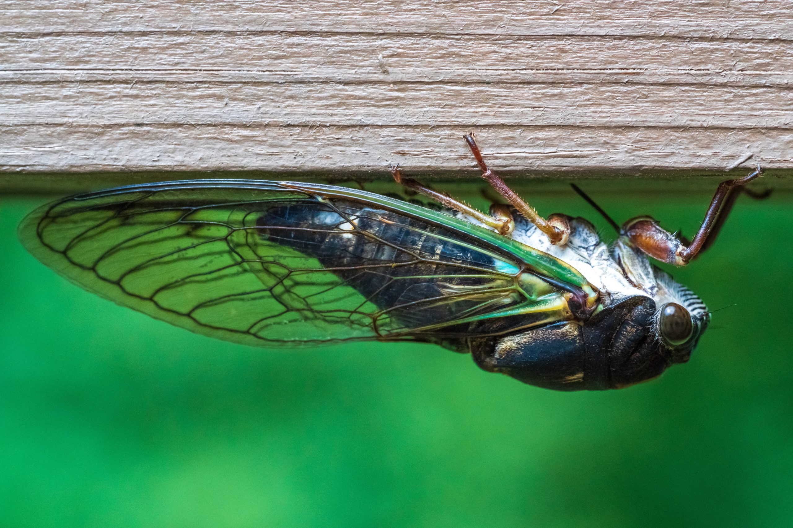 a-guide-to-identifying-and-treating-insect-bites-navigating-the-great